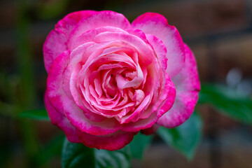 Evening rose in the home garden.