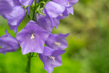 Acaulis branch in a home garden.