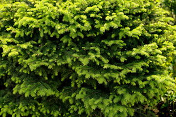 Common spruce "nidiformis" in the botanical garden in spring