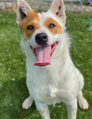 Fox-Faced Terrier Mix Smiles on Grass
