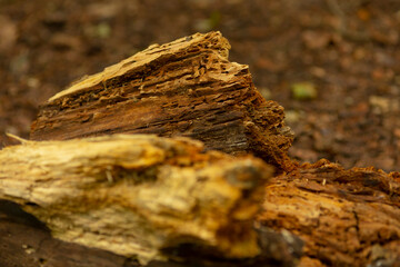 A beautifully detailed perspective of a split wood log resting on the forest floor, which showcases the intricate texture of the bark and various natural elements surrounding it