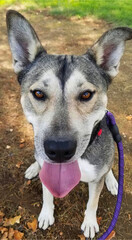 Shepherd Husky Mix with Piercing Eyes