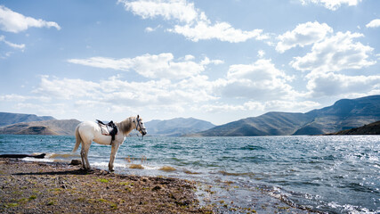 horse in the mountains