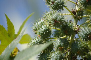 Plant known as castor oil plant (Ricinus communis) showing its flowers, leaves and clusters of green, spiny fruits