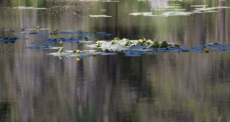 drone photo of lily pads in bloom on a pond ideal for an environmental background
