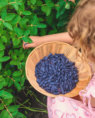 Child picking berries in the garden. Selective focus.