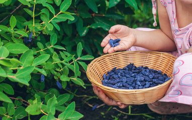 Child picking berries in the garden. Selective focus.