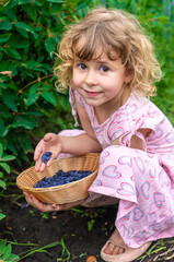 Child picking berries in the garden. Selective focus.