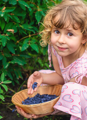 Child picking berries in the garden. Selective focus.