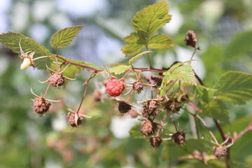 red currant bush
