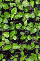 Numerous pepper seedlings - high angle view
