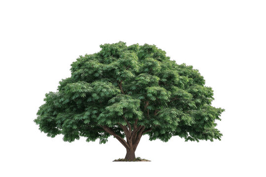 Large Bothi tree or Pipal tree on transparent background, Png file 
