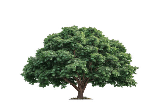 Large Bothi tree or Pipal tree on transparent background, Png file 