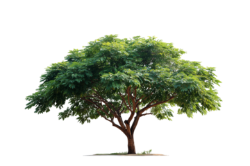 Large Bothi tree or Pipal tree on transparent background, Png file 