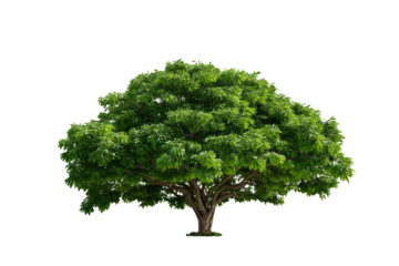Large Bothi tree or Pipal tree on transparent background, Png file 