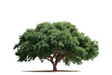 Large Bothi tree or Pipal tree on transparent background, Png file 
