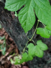 A vibrant green vine with lobed leaves gracefully climbs a dark, textured tree trunk. A single, clear water droplet rests prominently on one leaf, reflecting light against the soft, natural background
