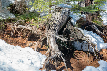 dead tree in the forest