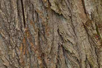 A highly detailed and closeup image of tree bark that showcases intricate textures and unique patterns, which can be extremely useful for studies in nature and various design projects