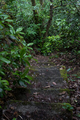 Fototapeta premium Stone steps down in an old dense forest