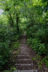 Obraz premium Stone steps down in an old dense forest