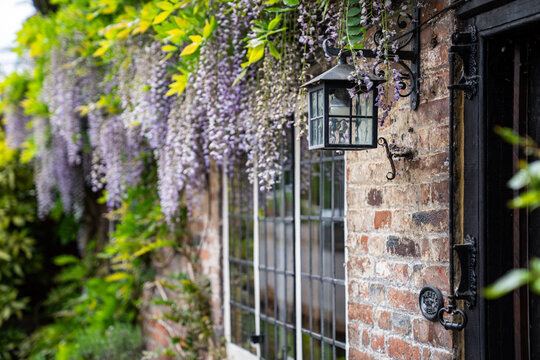 Beautiful purple wisteria flowers blooming on traditional stone cottage near Jane Austen house in Chawton Hampshire England