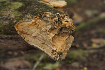 Textured Cut End of a Fallen Tree Branch