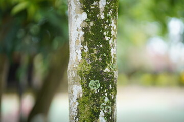 Close-up of a Tree Trunk Covered in Moss and Lichen