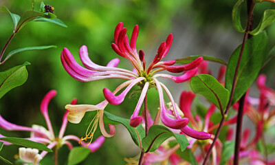 Honeysuckle blooming in the garden