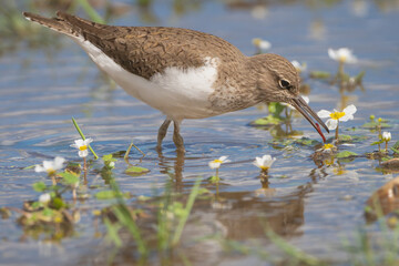 common sandpiper - Actitis hypoleucos wading in blue water. Photo from Calera y Chozas in Spain, Toledo Province.