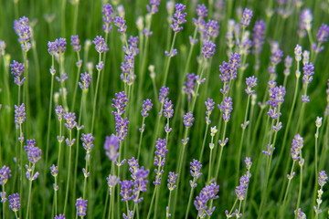 Naklejka premium purple flowers in the field,Lavender Background, Natural Floral Texture,aromatic natural background.delicate floral texture make
