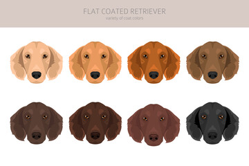 Flat coated retriever clipart. Different poses, coat colors set.  Vector illustration