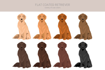 Flat coated retriever clipart. Different poses, coat colors set.  Vector illustration