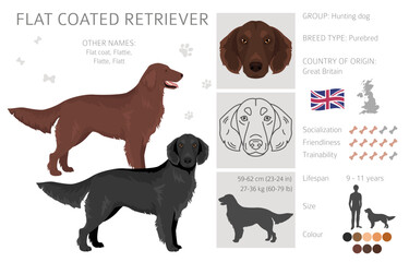 Flat coated retriever clipart. Different poses, coat colors set.  Vector illustration