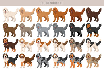 Goldendoodle clipart. Golden retriever Poodle mix. Different coat colors set.  Vector illustration
