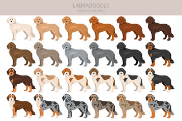Labradoodle clipart. Different poses, coat colors set.  Vector illustration