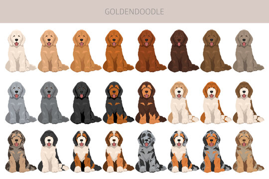 Goldendoodle clipart. Golden retriever Poodle mix. Different coat colors set.  Vector illustration