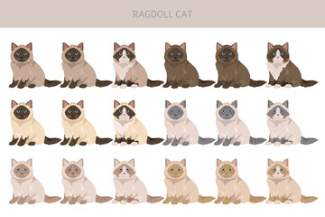 Ragdoll Cat clipart. All coat colors set.  All cat breeds characteristics infographic. Vector illustration