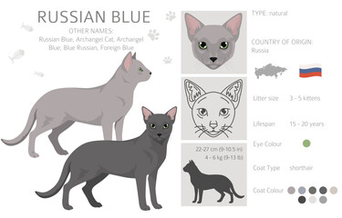 Russian Blue Cat clipart. All coat colors set.  All cat breeds characteristics infographic. Vector illustration