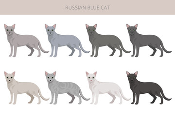 Russian Blue Cat clipart. All coat colors set.  All cat breeds characteristics infographic. Vector illustration