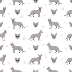 Russian Blue Cat clipart. All coat colors set.  All cat breeds characteristics infographic. Vector illustration