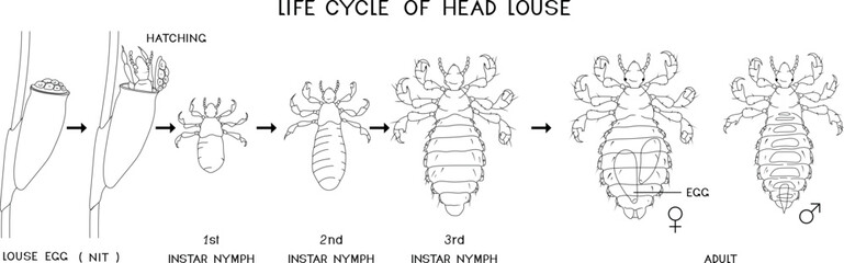Coloring page with life cycle of head louse (Pediculus humanus) insect isolated on white background. Growth stages from louse egg (nit) to adult insect for biology lesson	
