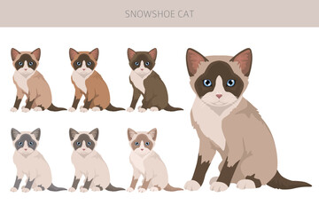 Snowshoe Cat clipart. All coat colors set.  All cat breeds characteristics infographic. Vector illustration