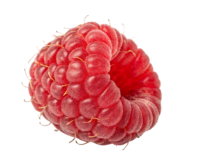 Isolated close up of a fresh red raspberry fruit background for healthy eating and superfood diet concept