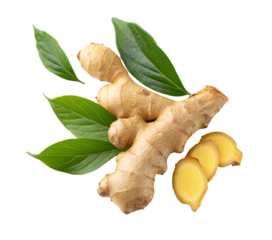 Fresh ginger root with green leaves for healthy eating and natural medicine on black background isolated