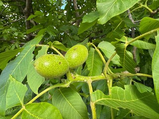 Organic food growing on the tree. Tree green wallnuts with leaves.