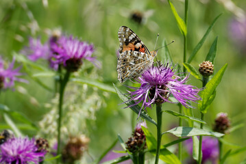 Painted Lady (Vanessa Cardui) Butterfly sitting on a pink scabiosa in Zurich, Switzerland