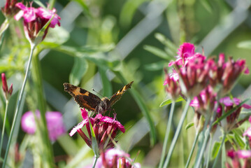 Small tortoiseshell butterfly (Aglais urticae) sitting on a pink flower in Zurich, Switzerland
