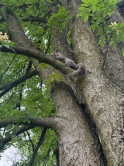 Eastern Gray Squirrel 
