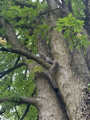 tree in the forest
